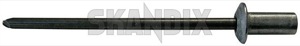 Rivet, Trim moulding 659654 (1012634) - Volvo 120 130 - rivet trim moulding Own-label 1008302